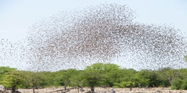 oiseaux-migrateurs-ligne-droitr.jpg