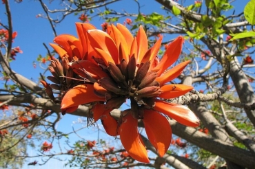 erythrina-caffra-flower-960x640.jpg