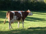 vache-07.jpg