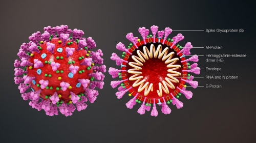 1600px-3D_medical_animation_coronavirus_structure-1536x864.jpg