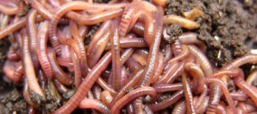 worms-565x252.jpg